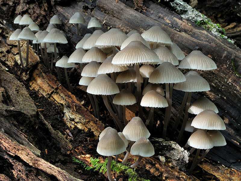 Шляпка гриба — википедия. что такое шляпка гриба