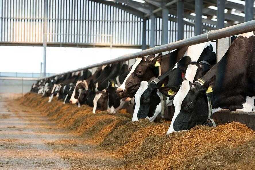 Сколько сена съедает корова, бык и теленок за день, сутки, зиму, год