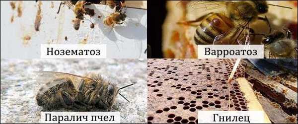 Болезнь пчелиного расплода: мешотчатый расплод, его отличительные признаки, фото, способы борьбы, методы дезинфекции инвентаря. Обязательные меры профилактики.