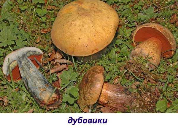 Как отличить съедобный гриб от несъедобного