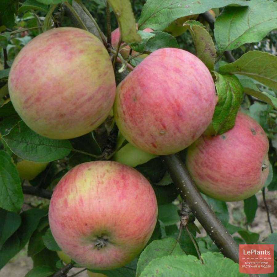 Как вырастить яблоню, в том числе из семечка, а также особенности в подмосковье, в средней полосе россии, в сибири и др
