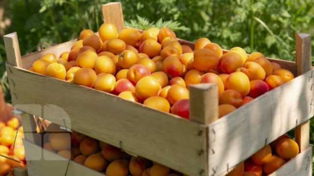 Характеристики сорта абрикосов погремок, описание достоинств и недостатков, урожайность - всё про сады
