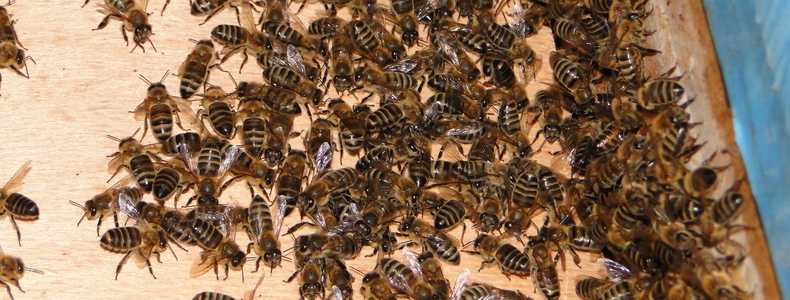 Воровство пчел: чем опасно, как бороться