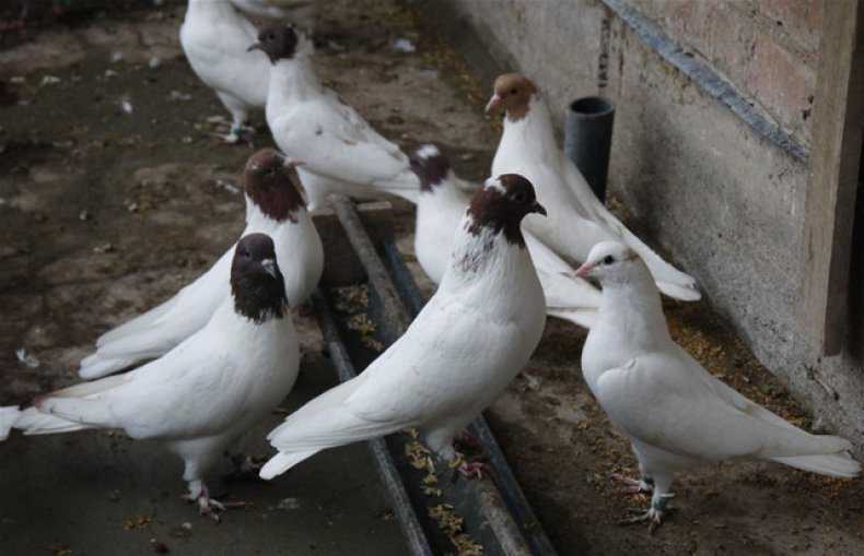 ✅ иранские голуби: описание и характеристика, в чём отличия от других видов, условия содержания, фото, видео - tehnoyug.com