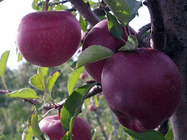 Колоновидная яблоня триумф: фото и описание сорта, посадка и уход, опыление на балконе
