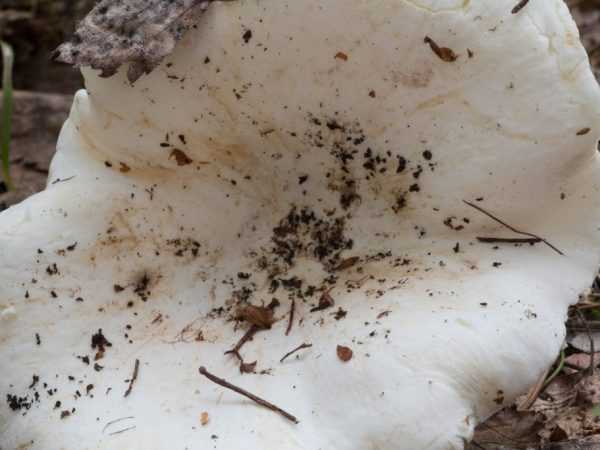 Как хранить сушеные грибы в домашних условиях, чтобы не испортились