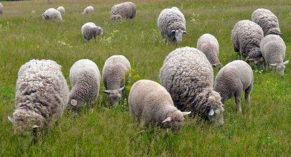 Ташлинские овцы
