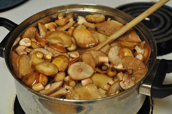 Сроки и условия хранения свежих грибов