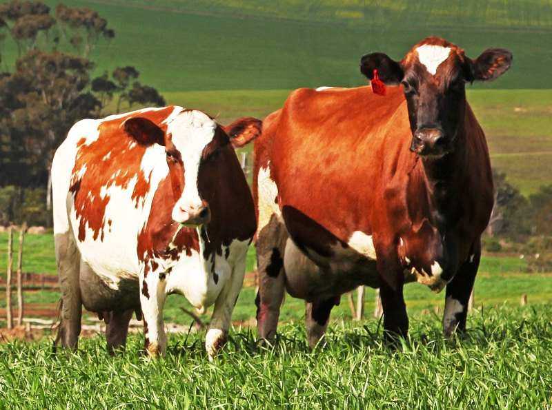 Айрширская порода коров - характеристика, отзывы, плюсы и минусы разведения