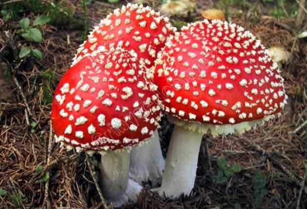 Мухомор серо-розовый или краснеющий (amanita rubescens): фото, описание и как готовить съедобный гриб