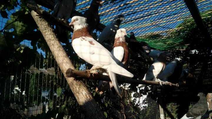 Домашние голуби: содержание, воспитание и дрессировка голубей (90 фото + видео)