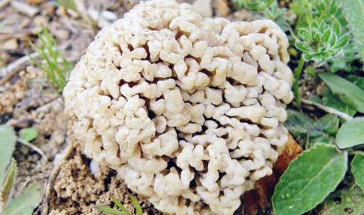 Грибы сморчки: фото и описание, лечебные свойства съедобного гриба, настойка из сморчков обыкновенных (настоящих)