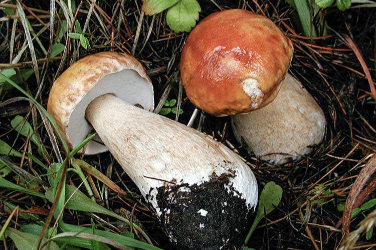 Белый гриб боровик – фото и описание, где растут, как выглядит, виды, польза и вред, условия выращивания