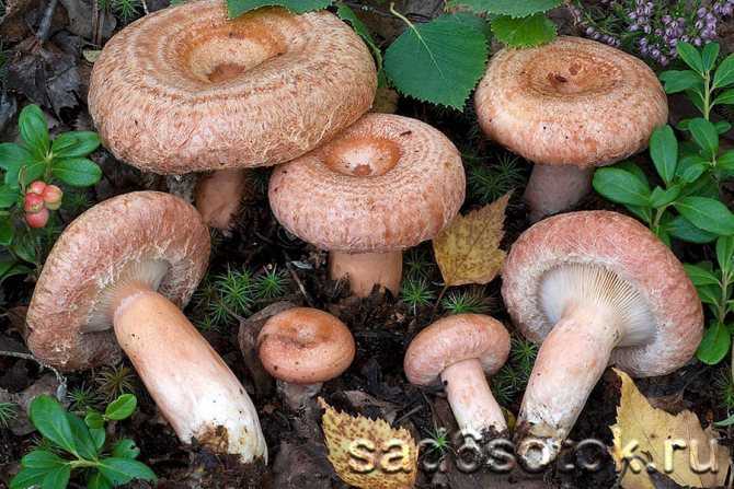 Чем отличаются грузди от подгруздков, скрипуна и других грибов (с фото)