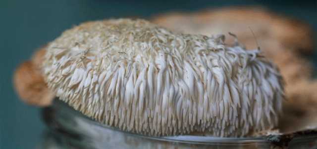 Ежовик гребенчатый- самый незаменимый гриб для здоровья