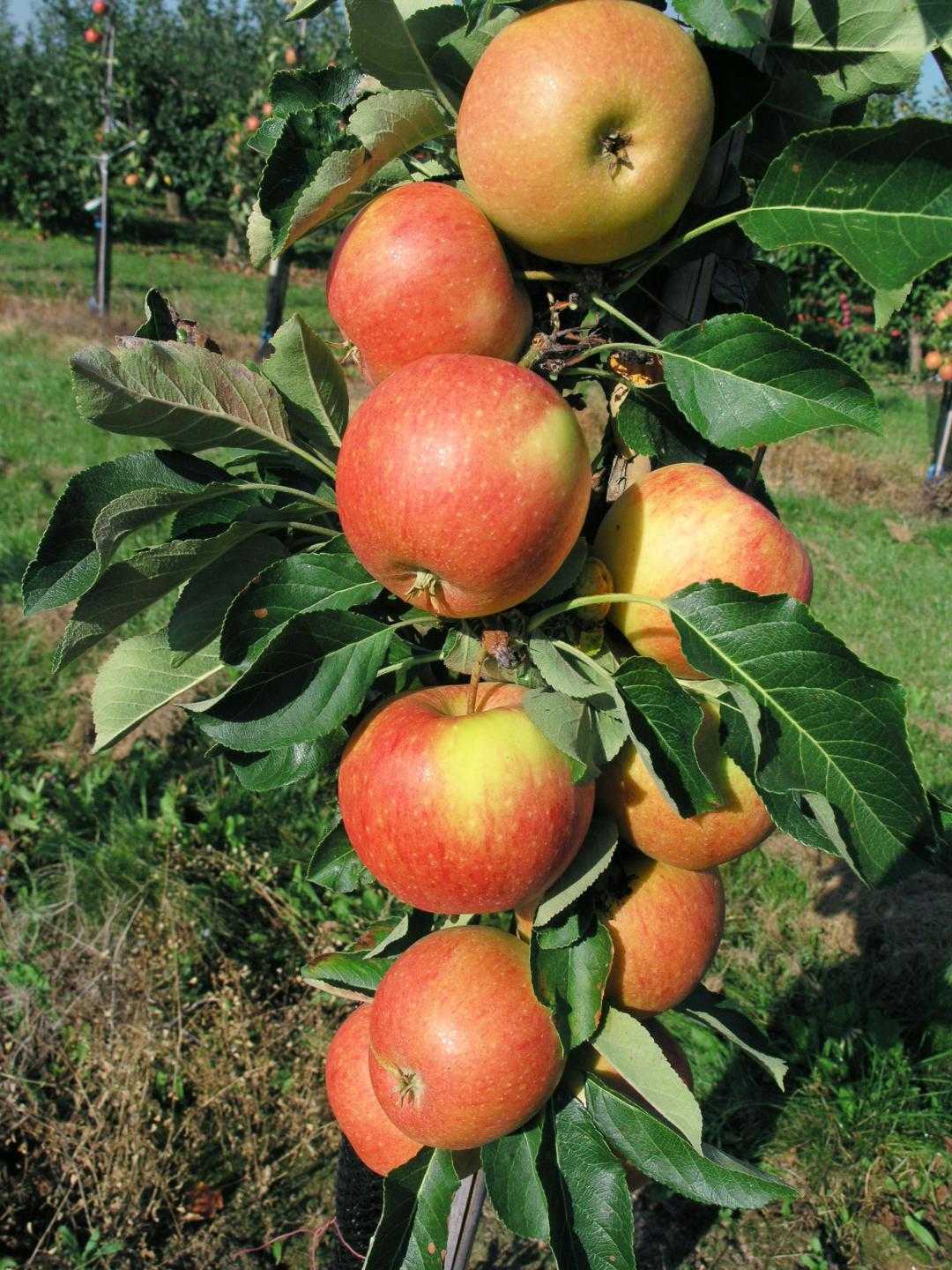 Сажаем колоновидные яблони – сорта для дач и отзывы