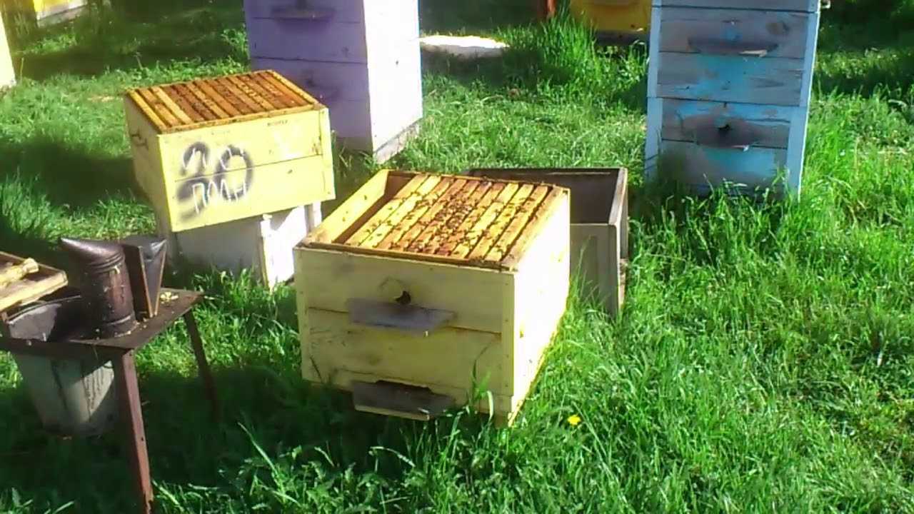 Двухматочное содержание пчел в многокорпусном улье и лежаках, особенности