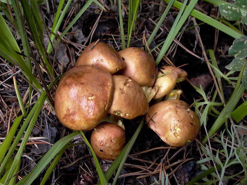 Через сколько дней после дождя появляются грибы белые. грибы после дождя | дачная жизнь