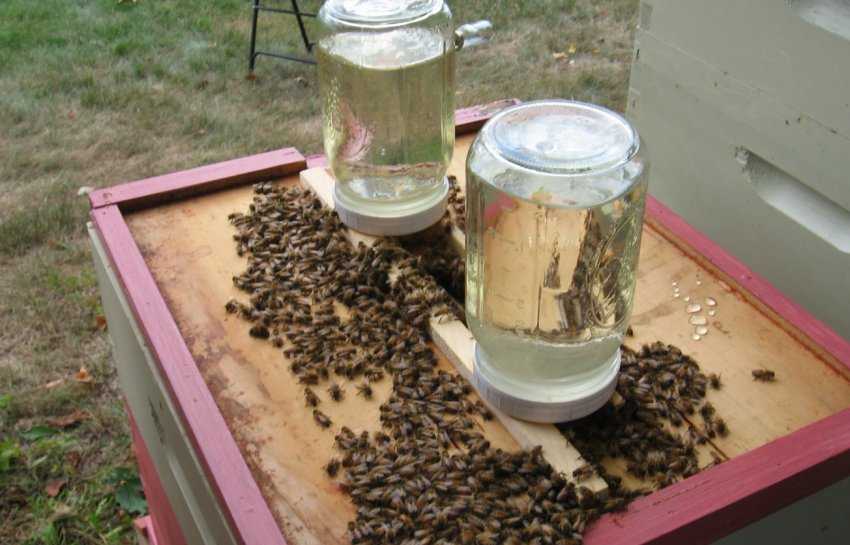Что такое сахарный сироп для пчел, как его приготовить, подкормка пчел весной