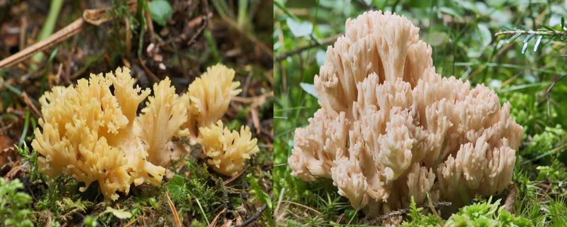 Съедобные и несъедобные ядовитые грибы оленьи рожки: как приготовить, где растут, как выглядят