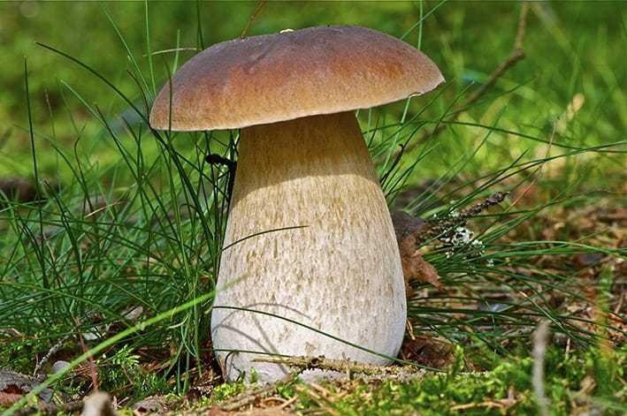 Эксидия сахарная (exidia saccharina): как выглядят грибы, где и как растут, съедобны или нет