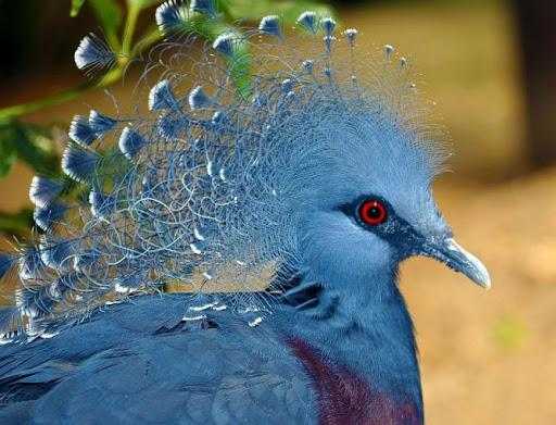Голубь - все о птице от а до я: виды, фото, отзывы, уход и содержание, питание, размножение