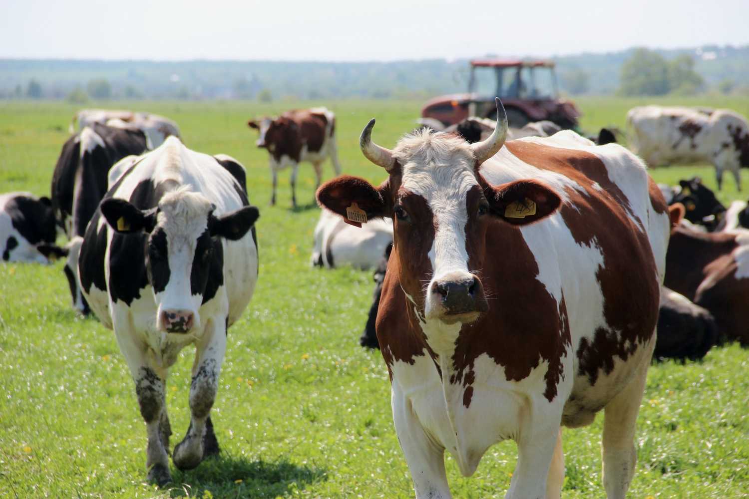 Породы коров — описание – аграрий