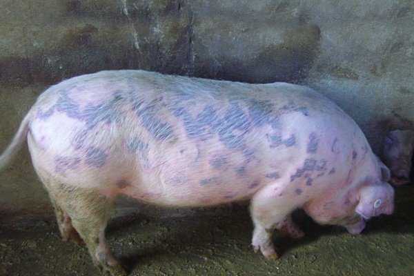 Классическая чума свиней — википедия. что такое классическая чума свиней