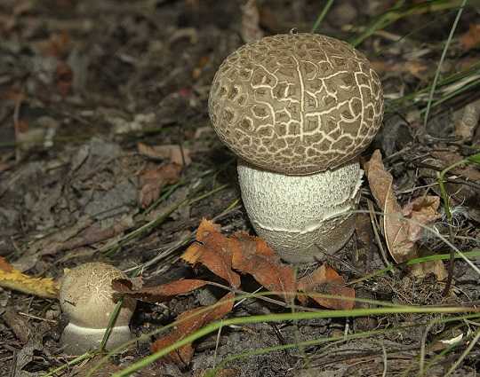 Подберезовик, фото и описание видов, как выглядит гриб