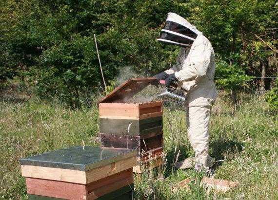 Обработка пчел щавелевой кислотой: методы, инструменты
