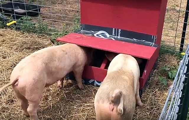 Кормушки для свиней: от корыто до автоматики