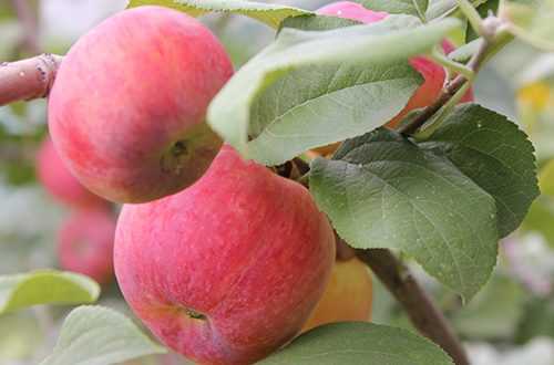 Условия посадки яблони краса свердловска. описание и фото