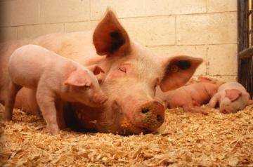 Содержание свиней зимой | агропромышленный вестник