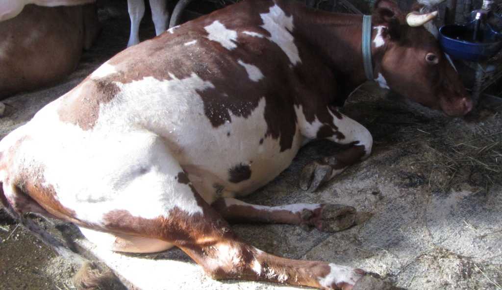Ацетонемия молочных коров - болезни коров