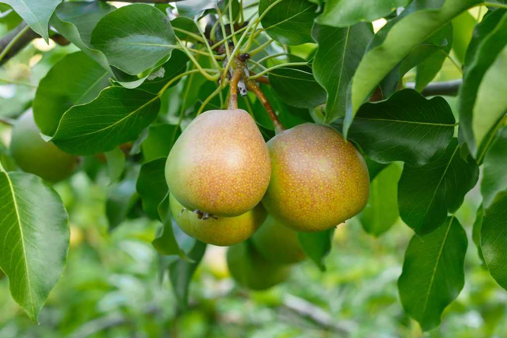Груша бергамот - сладкий и сочный фрукт с высокой урожайностью