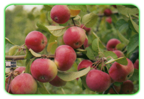 Описание яблони сорта «заветное»: фото, отзывы