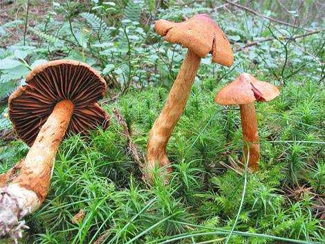 Лепиота-паутинник (lepiota cortinarius) –  грибы сибири