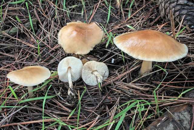 Коллибия азема (гимнопус азема, rhodocollybia butyracea): как выглядят грибы, где и как растут, съедобны или нет
