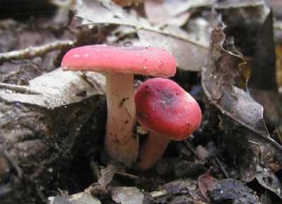 Сыроежка — как выглядит гриб и как его употреблять в пищу