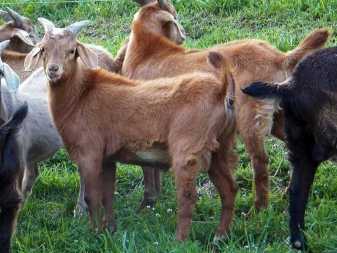 Мясные породы коз с фото и описанием. Особенности и характеристики коз мясного направления.