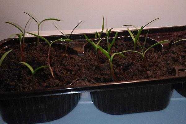 Как вырастить можжевельник из семян? 20 фото особенности его размножения и выращивания в домашних условиях