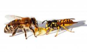 Лечение болезней пчел тетрациклином
