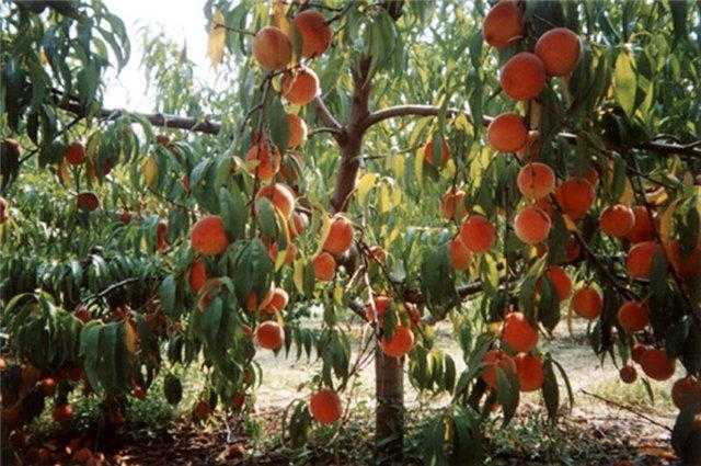✅ как посадить персик: схема посадки саженцев, выращивание и правильный уход - tehnomir32.ru