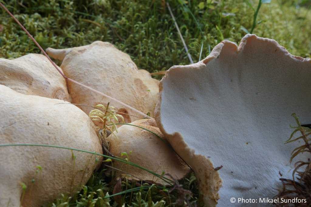 Альбатреллус сирени: где растет, как выглядит гриб, сбор и употребление