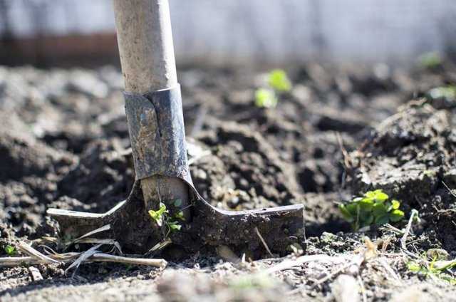 Фитоспорин применение в саду и огороде: как и для чего применять, инструкция, как разводить