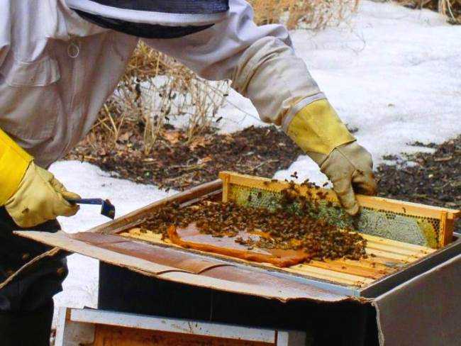 Весенняя подкормка пчел сахарным сиропом: пропорции, после облета.