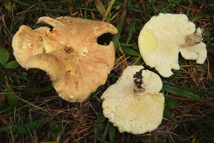 Описание редкого гриба: альбатреллус тянь-шаньский. Места и ареал произрастания. Как выглядит, съедобность, двойники. Как собрать и приготовить альбатреллус тянь-шаньский.