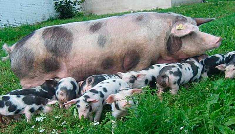 Порода свиней пьетрен фото характеристика отзывы - скороспел