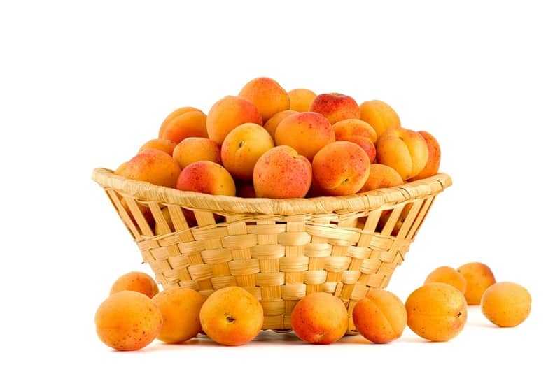 Как и чем подкормить абрикоса