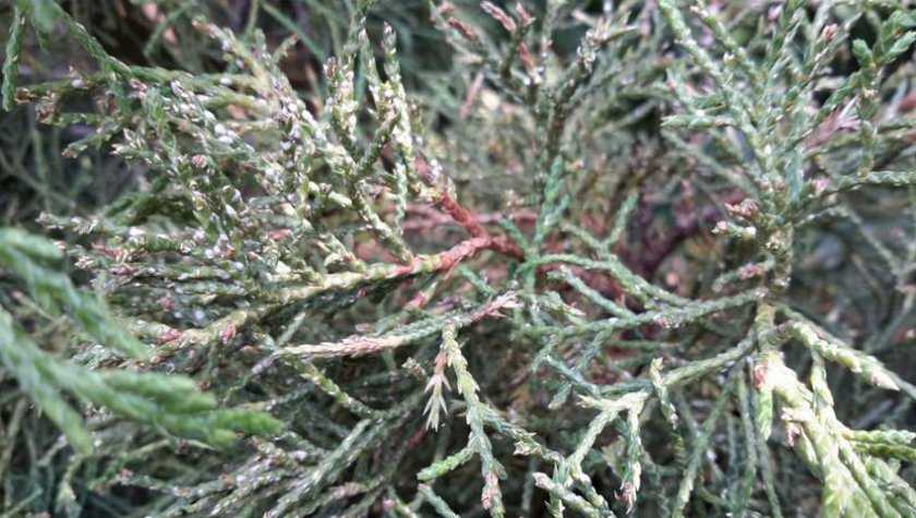 Можжевельник обыкновенный репанда (juniperus communis repanda)